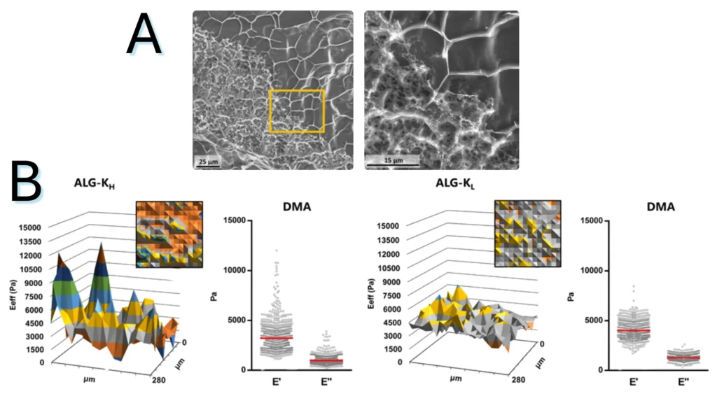 Neves et al. demonstrated that cells embedded in alginate hydrogels can detect spatial cues and sense the 3D topography, simulating the native ECM. They also discovered that in-gel microstructures significantly affect the mechanical heterogeneity of the hydrogels, which is critical for cell delivery applications.