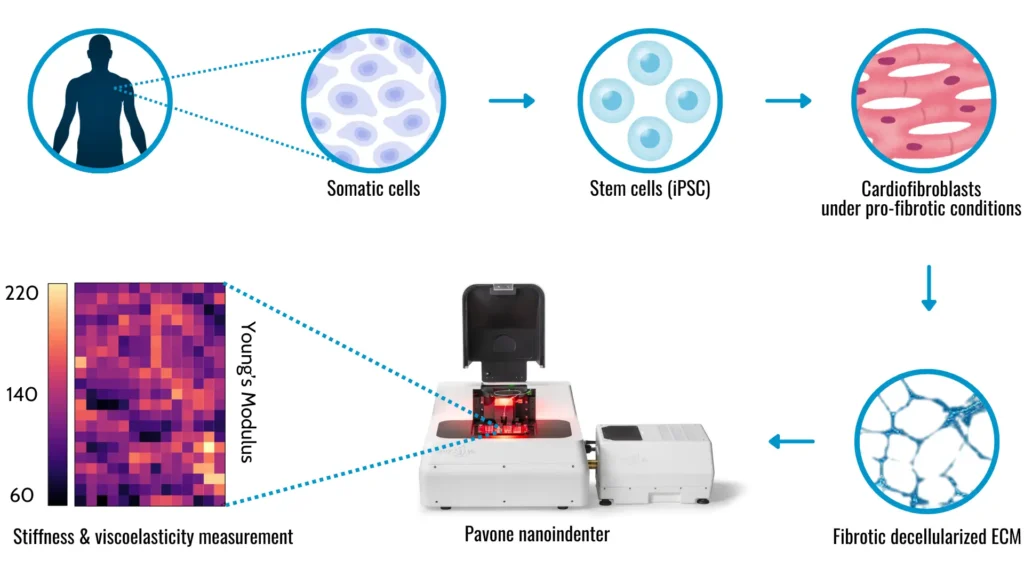 Illustrated workflow of cardiac fibrosis research showing the transformation of human cells into IPSCs, differentiation into cardiac fibroblasts, creation of fibrotic ECMs, decellularization, cardiomyocyte culture, and mechanical property assessment with the Pavone platform.